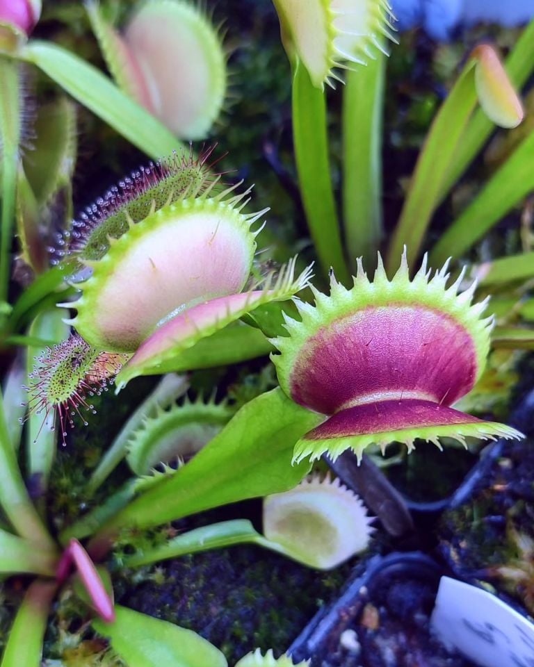 Dionaea muscipula 'MF Ghost'