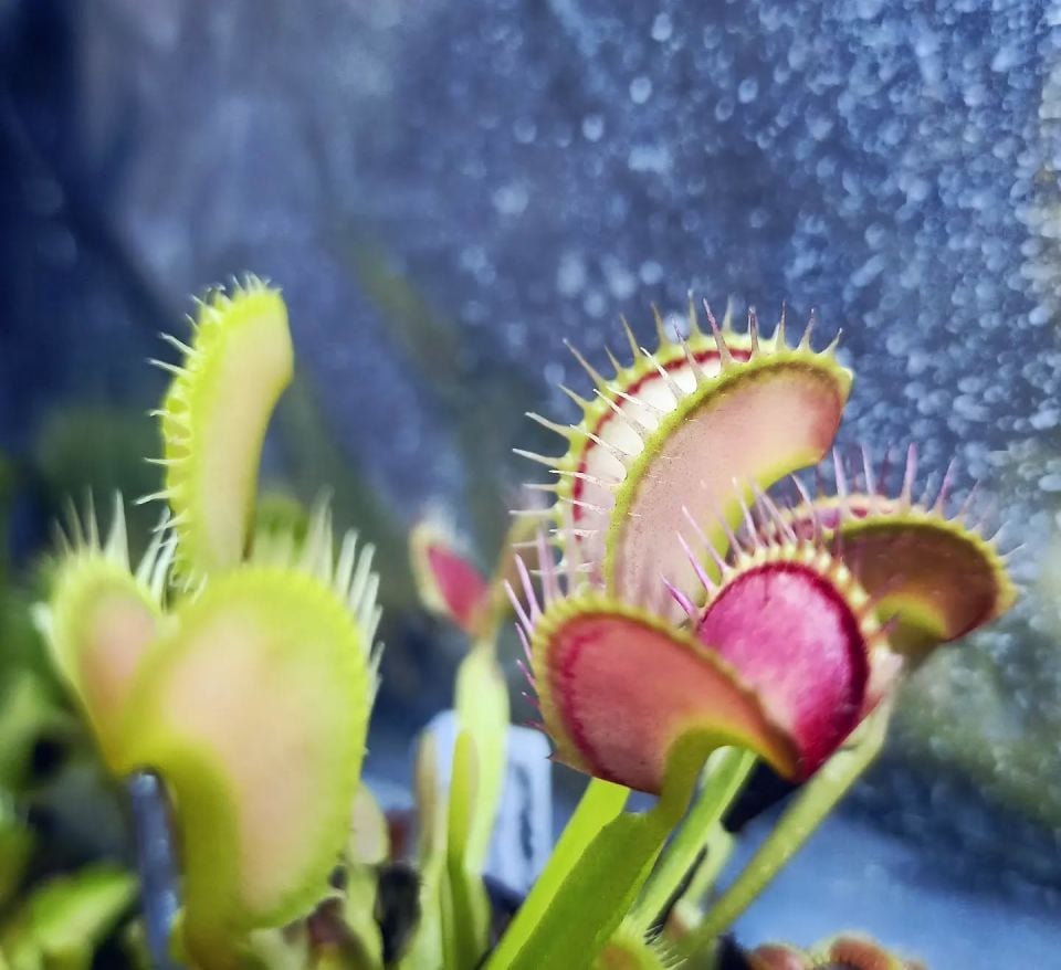 Dionaea muscipula 'MF Ghost'