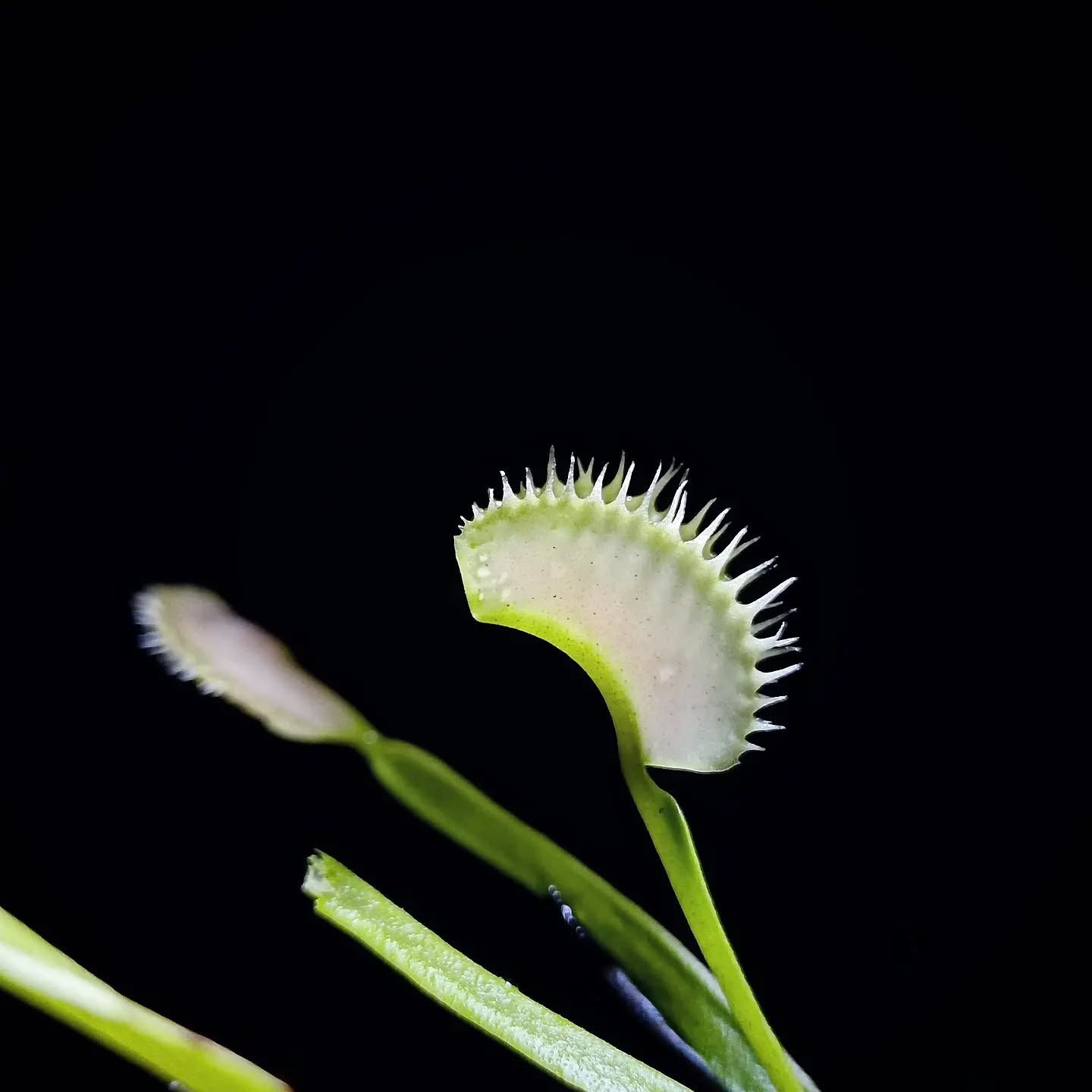 Dionaea muscipula 'MF Ghost'