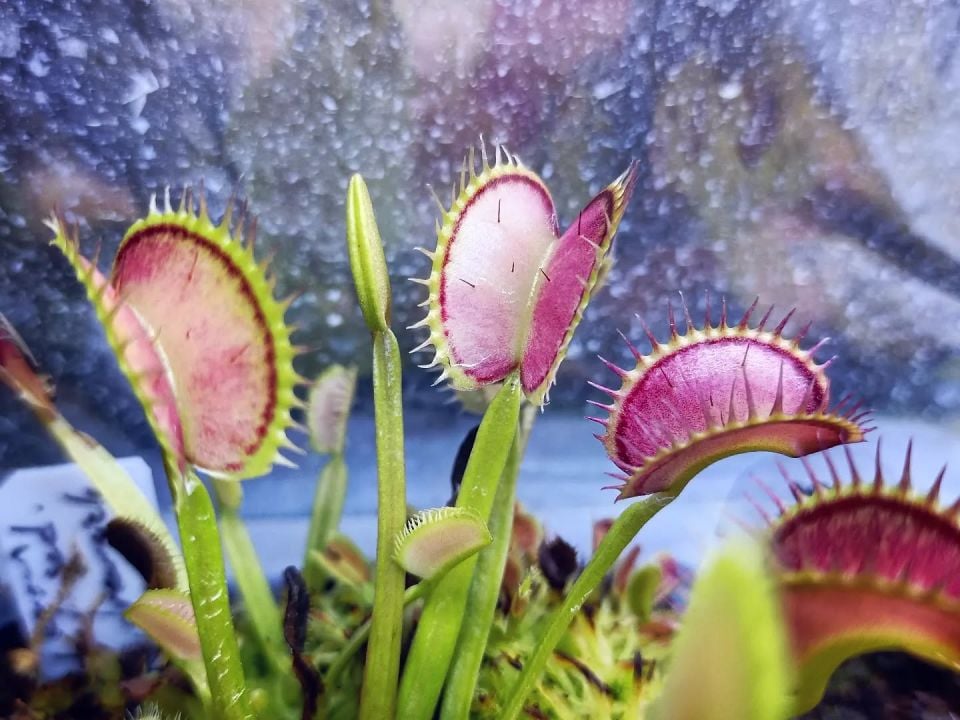 Dionaea muscipula 'MF Ghost'