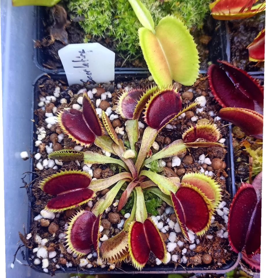Dionaea muscipula ''scarlatine''