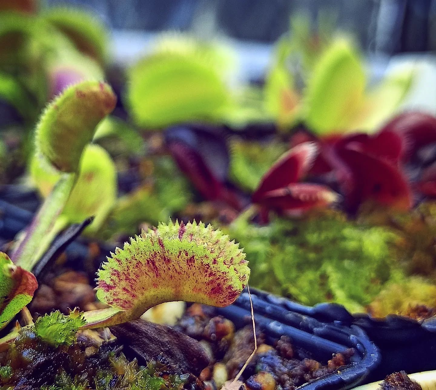 Dionaea muscipula ''scarlatine''