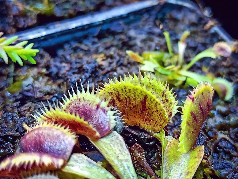 Dionaea muscipula ''scarlatine''