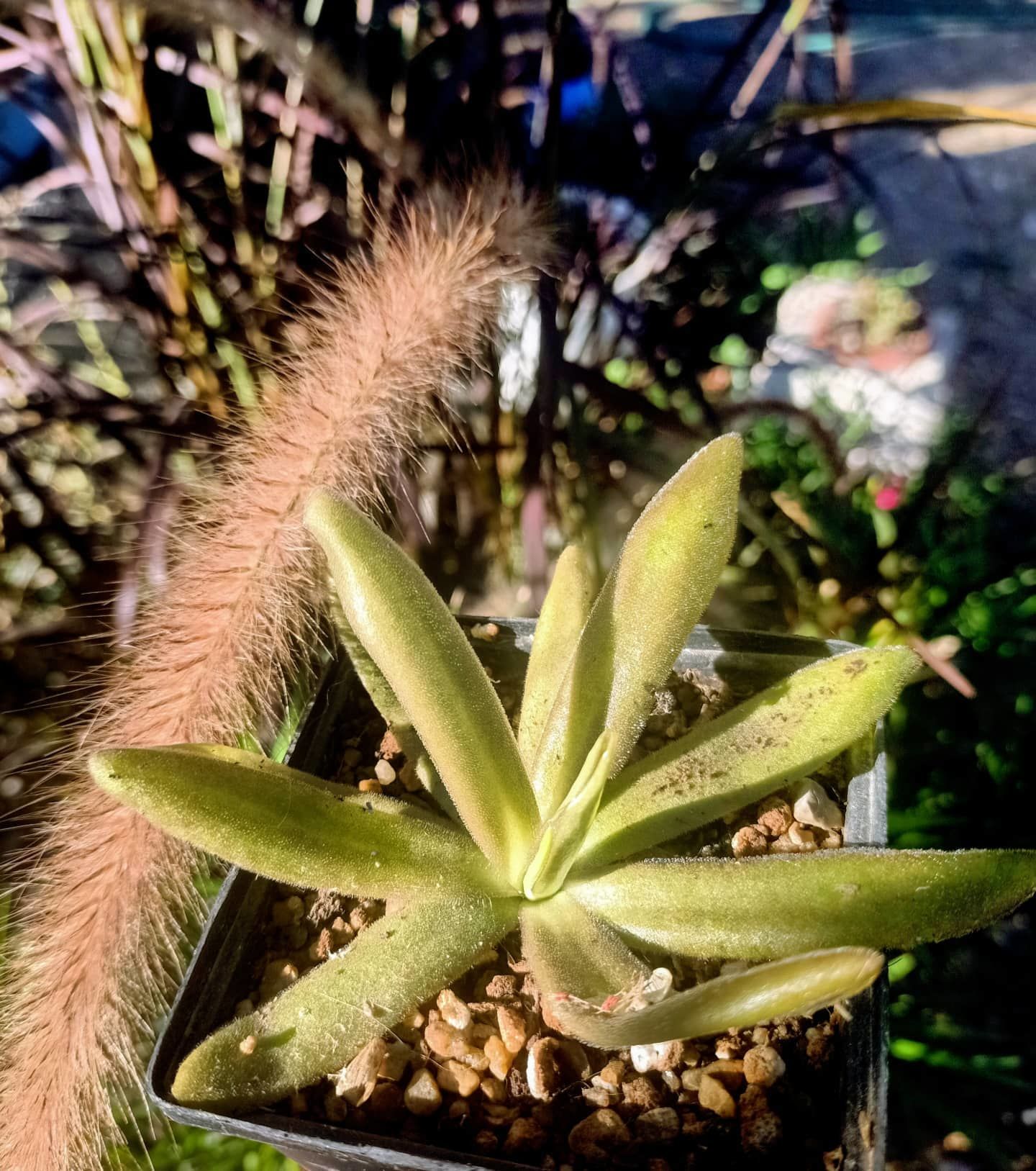 Pinguicula moctezumae x gigantea