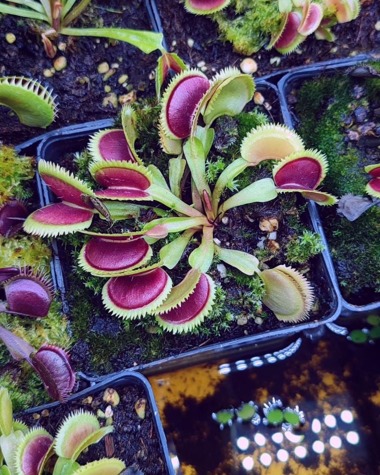 Dionaea muscipula Brutal Shark tohum yetiştirme kiti