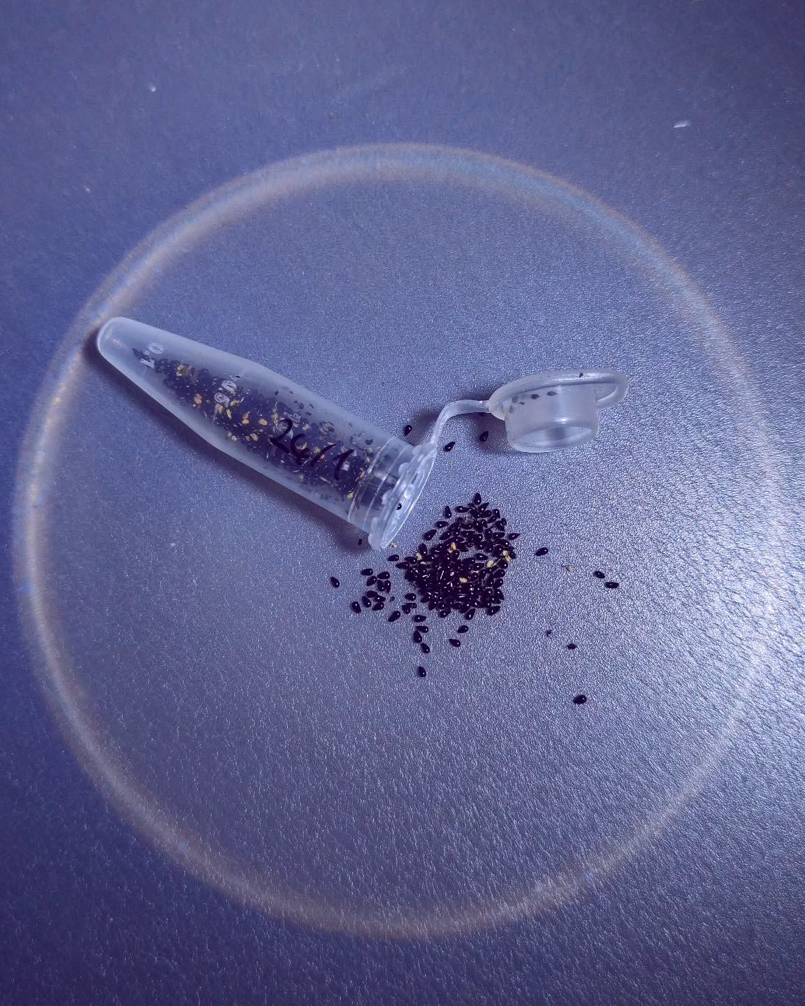 Dionaea muscipula Brutal Shark tohum yetiştirme kiti