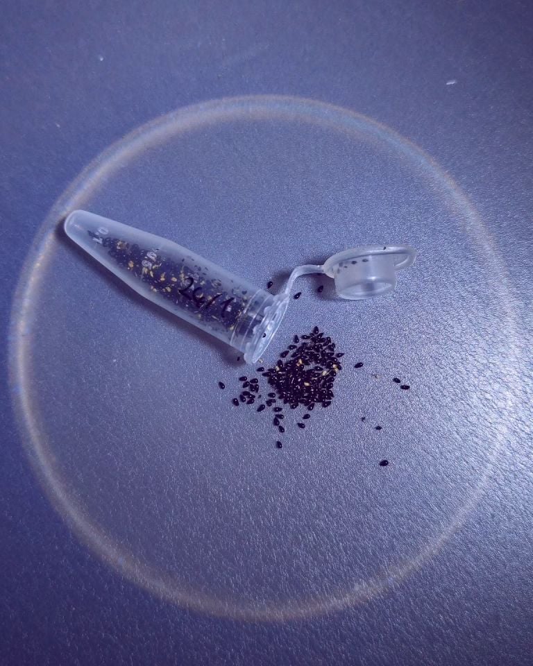 Dionaea muscipula Brutal Shark tohum yetiştirme kiti