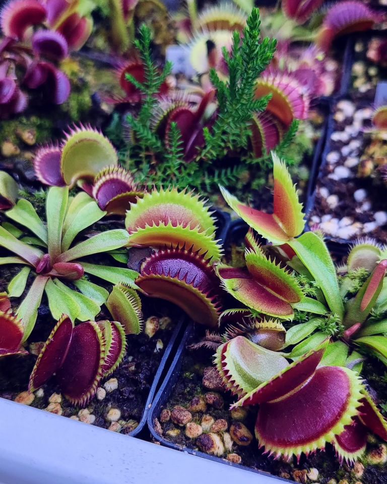 Dionaea muscipula Brutal Shark tohum yetiştirme kiti