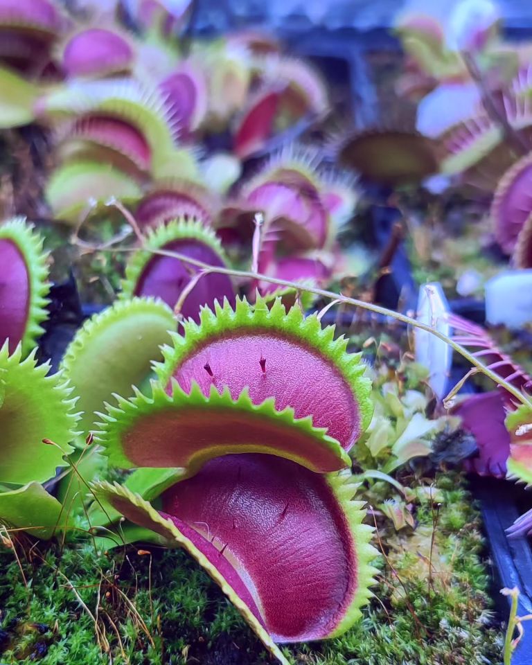 Dionaea muscipula ''UK sawtooth'' Tohum Yetiştirme Kiti