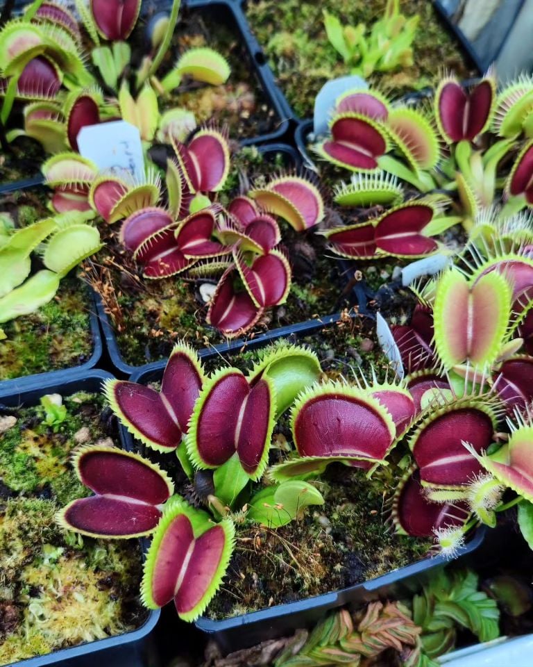 Dionaea muscipula ''UK sawtooth'' Tohum Yetiştirme Kiti