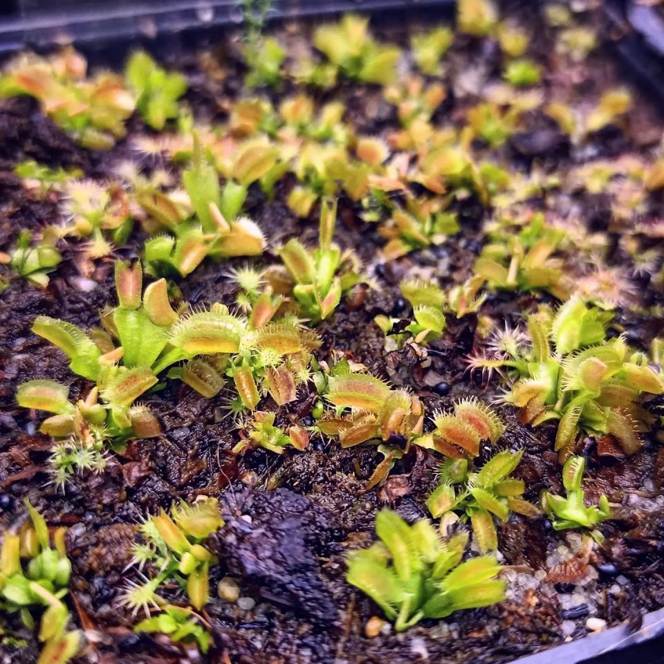 Dionaea muscipula ''Shark Teeth'' Tohum Yetiştirme Kiti