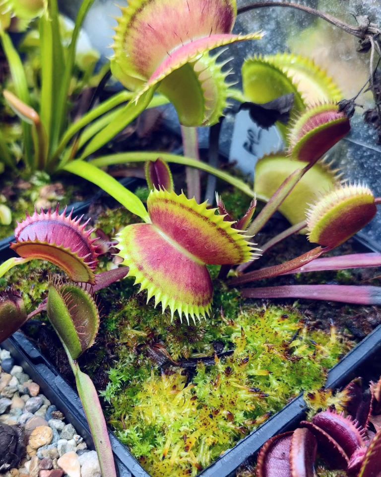 Dionaea muscipula ''Shark Teeth'' Tohum Yetiştirme Kiti