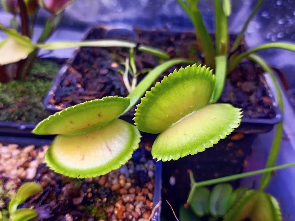 Dionaea muscipula ''Shark Teeth'' Tohum Yetiştirme Kiti