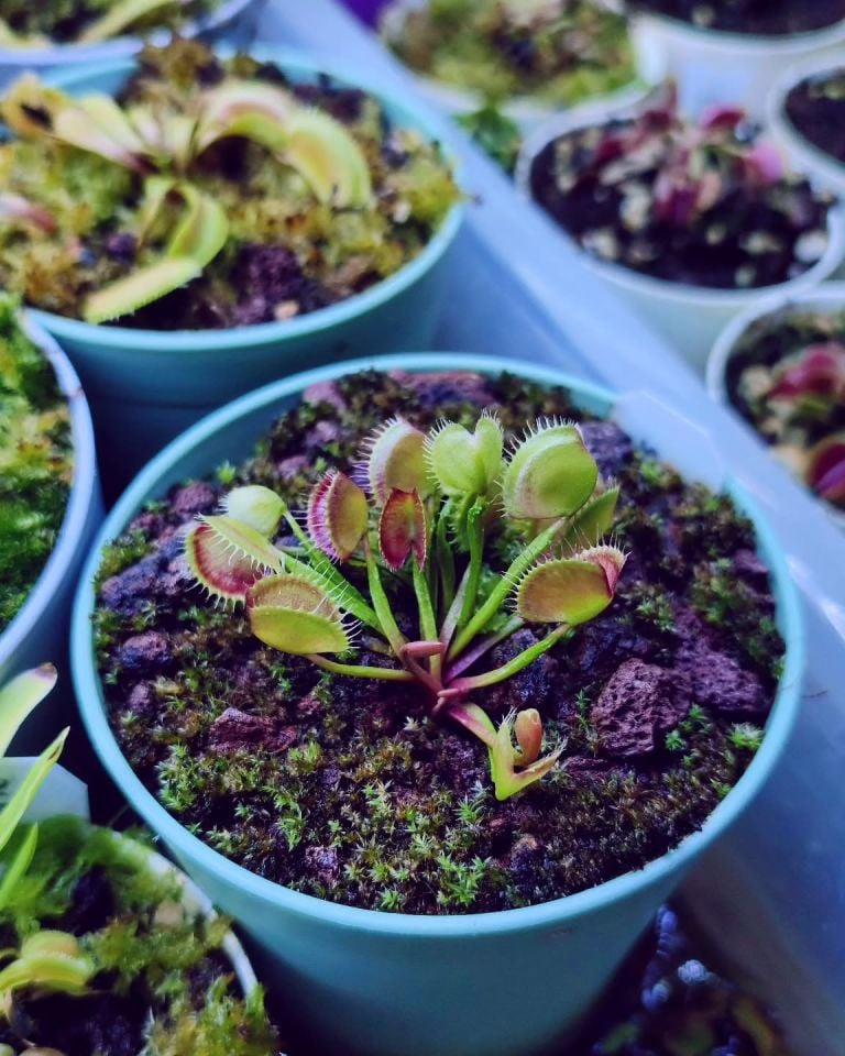 Dionaea muscipula ''cross teeth''