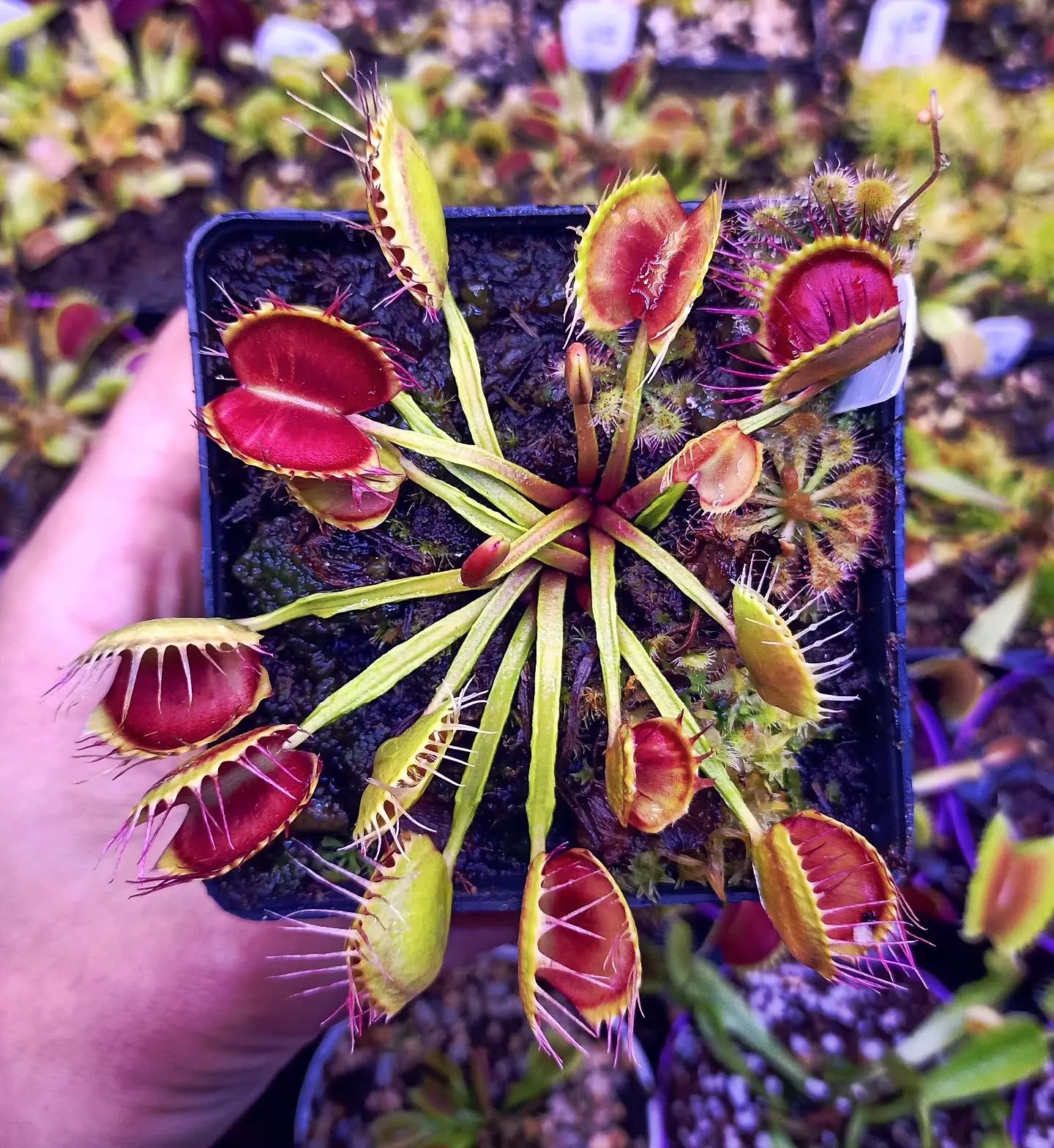 Dionaea muscipula ''cross teeth''