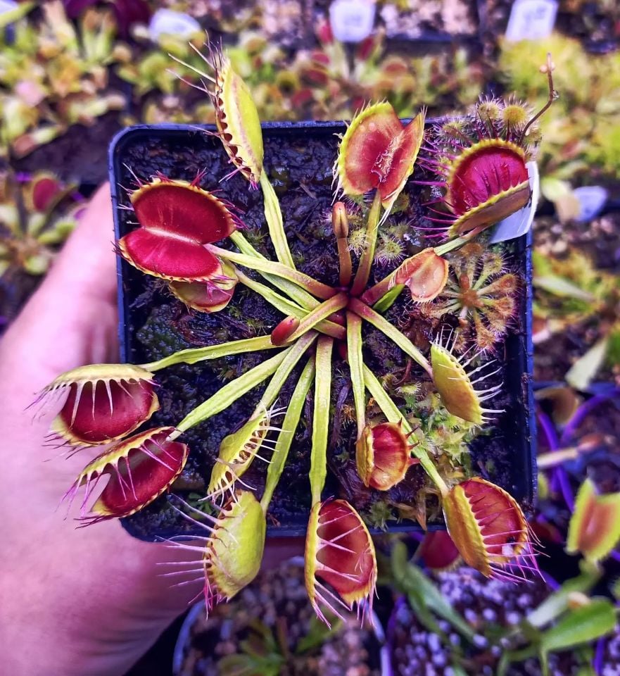 Dionaea muscipula ''cross teeth''