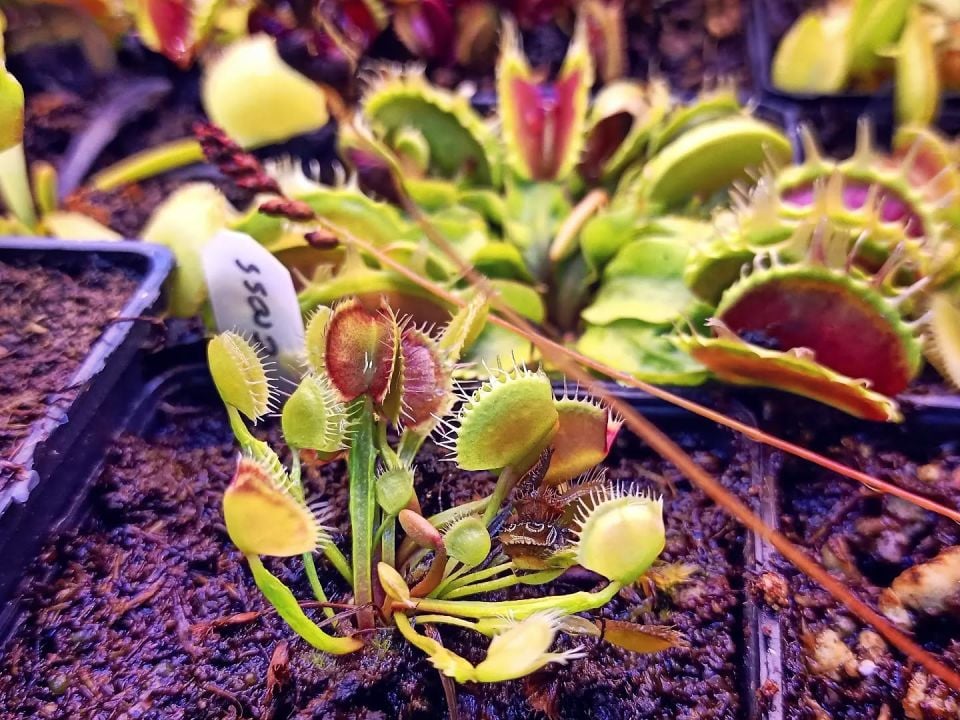 Dionaea muscipula ''cross teeth''