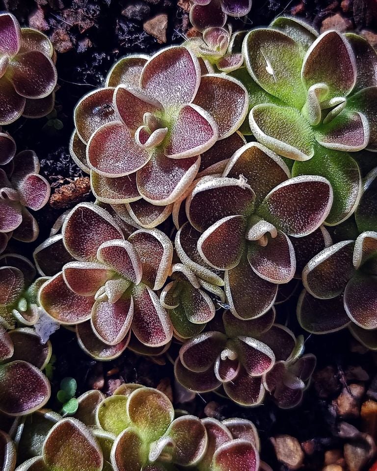 Pinguicula esseriana