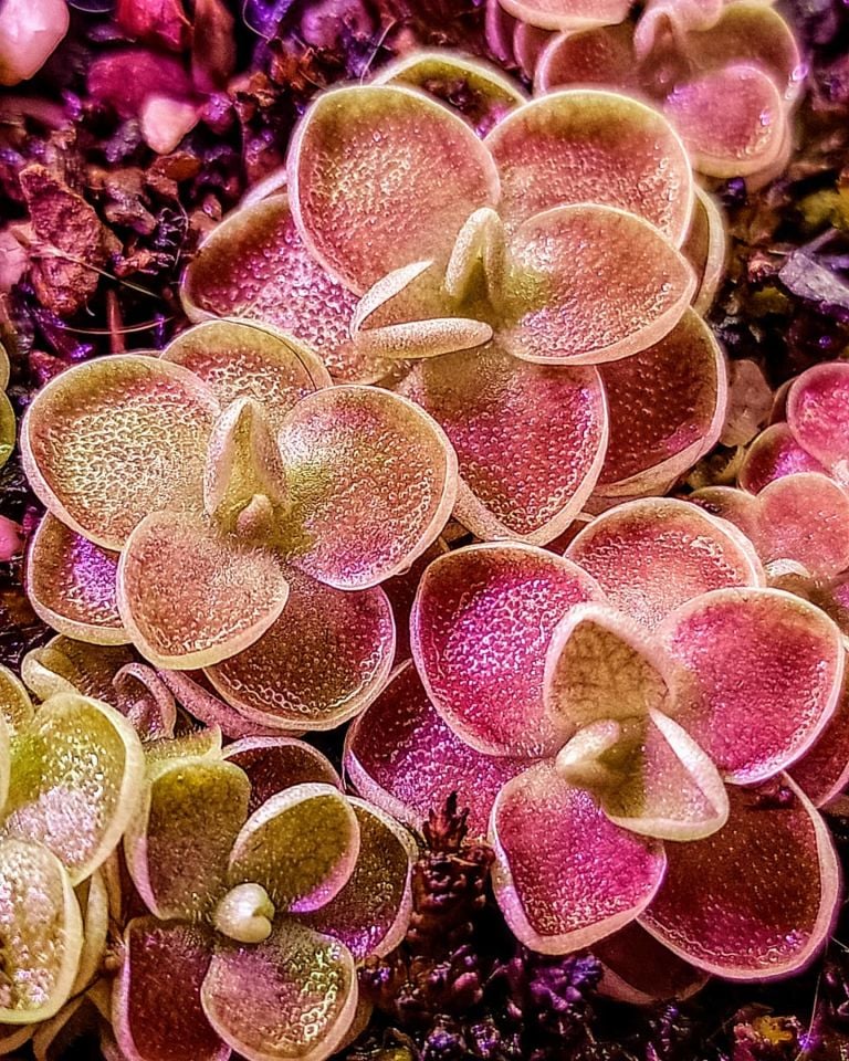 Pinguicula esseriana
