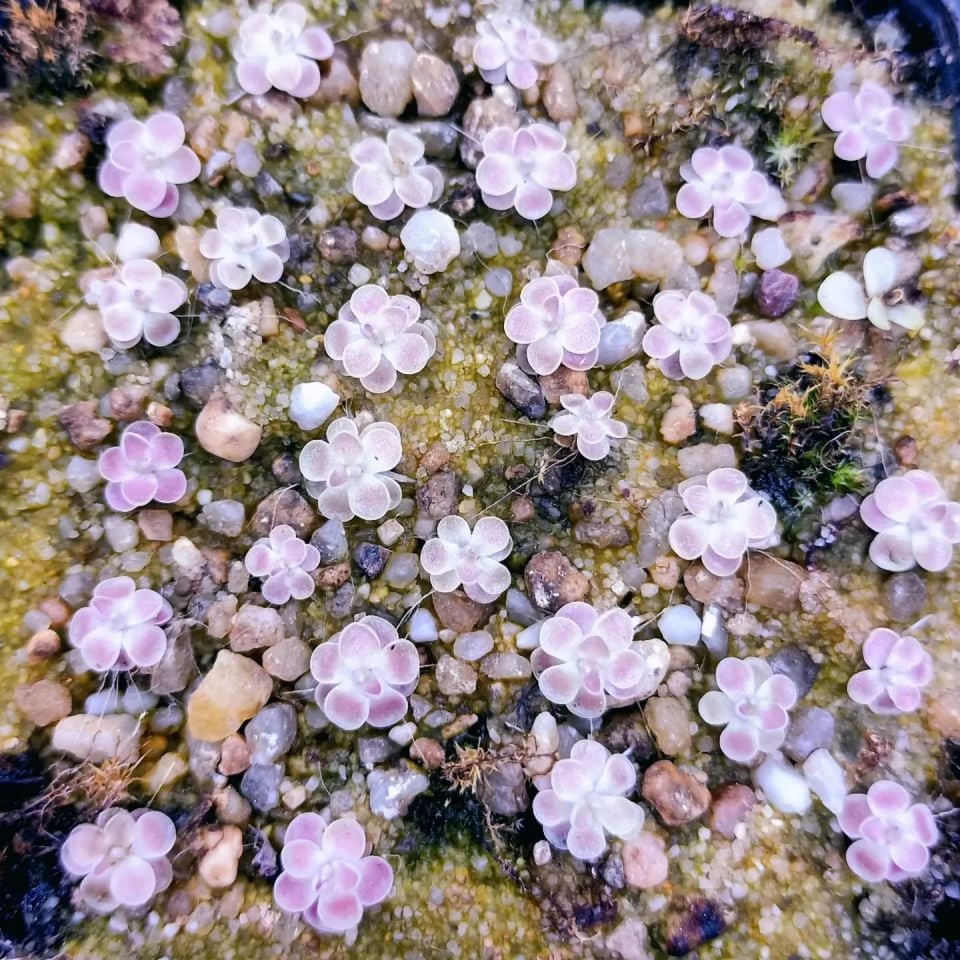 Pinguicula esseriana