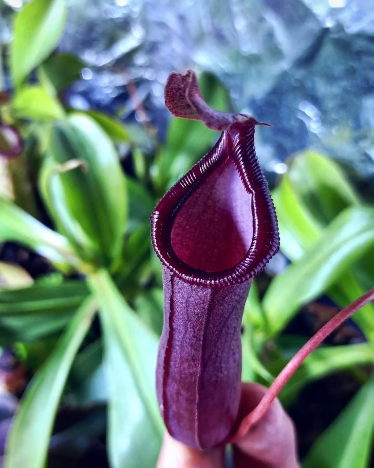 Nepenthes 'bill bailey'