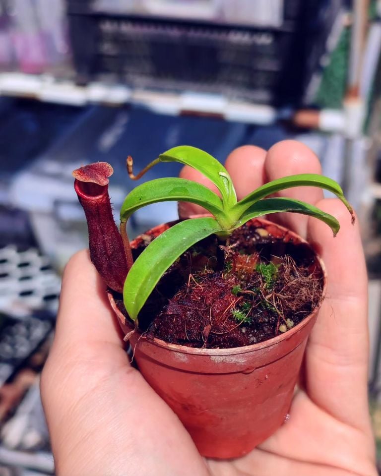 Nepenthes 'bill bailey'