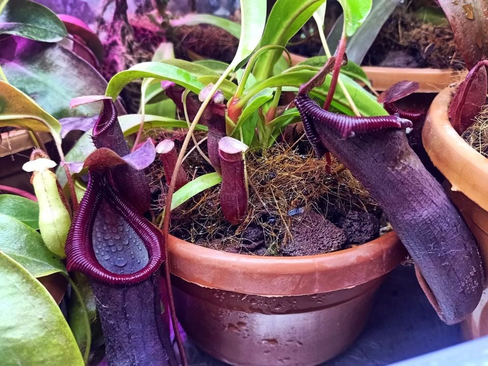 Nepenthes 'bill bailey'