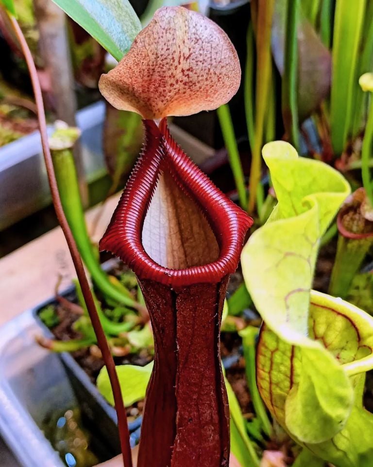 Nepenthes 'bill bailey'