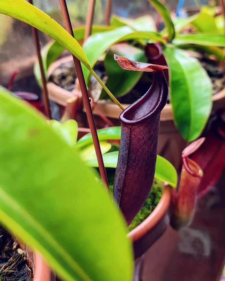Nepenthes 'bill bailey'