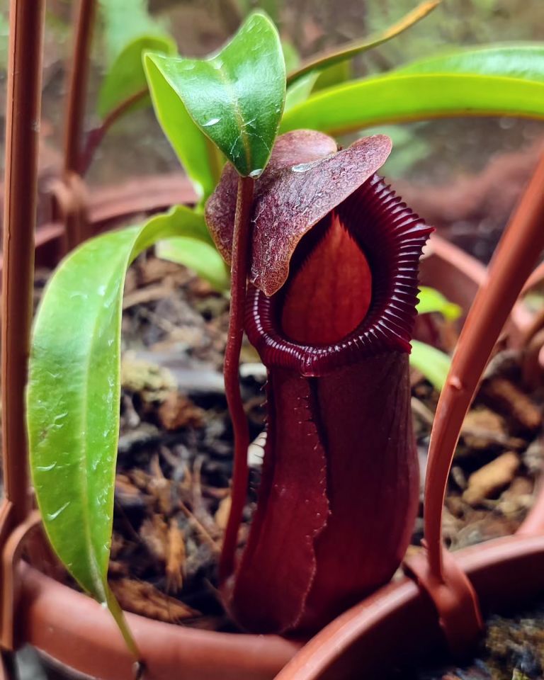 Nepenthes 'bill bailey'