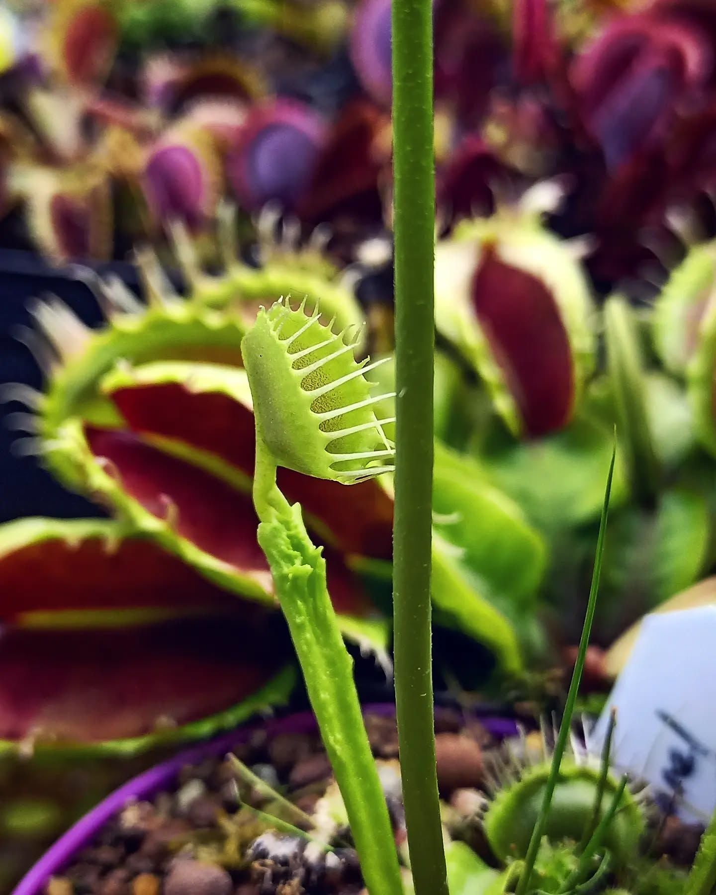 Dionaea muscipula ''funnel trap''