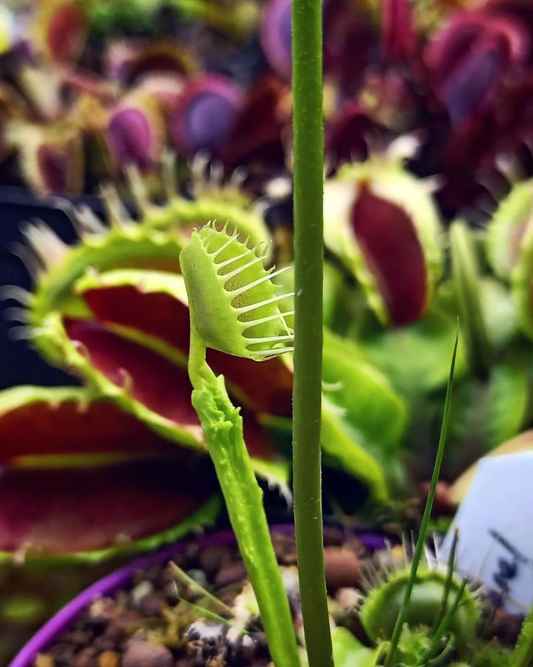 Dionaea muscipula ''funnel trap''