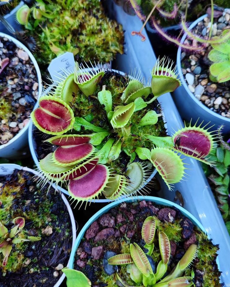 Dionaea muscipula ''funnel trap''