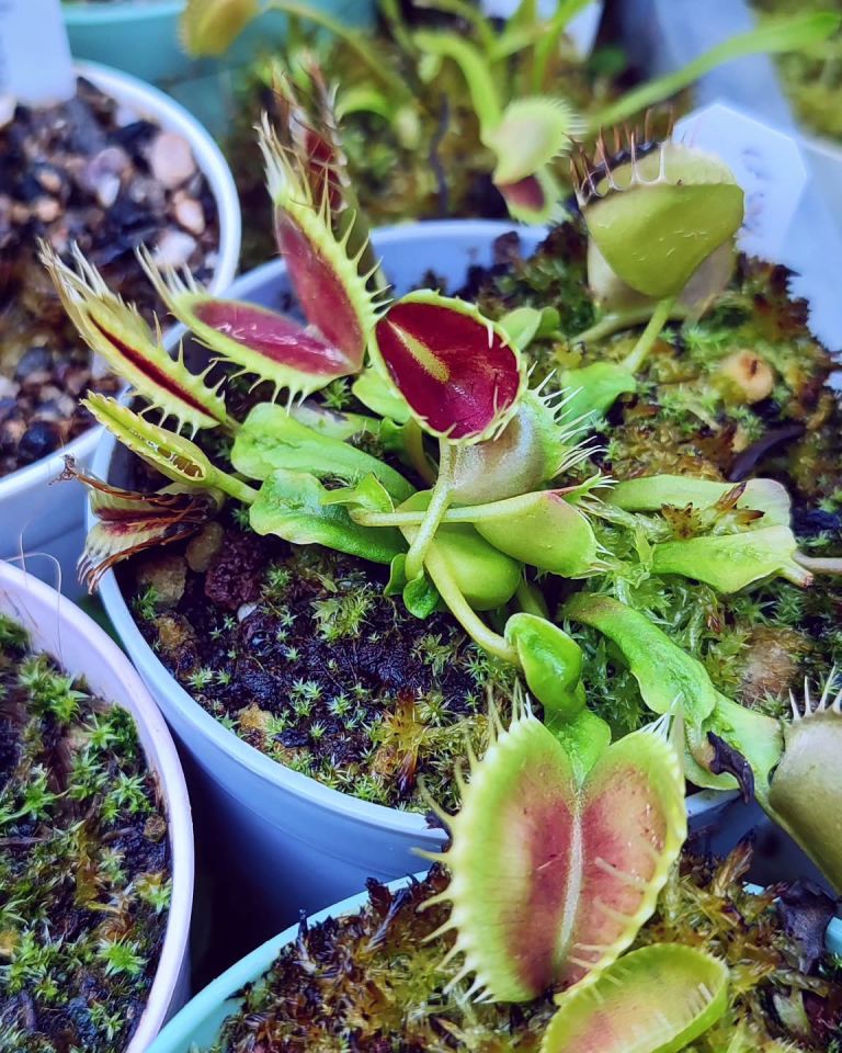 Dionaea muscipula ''funnel trap''