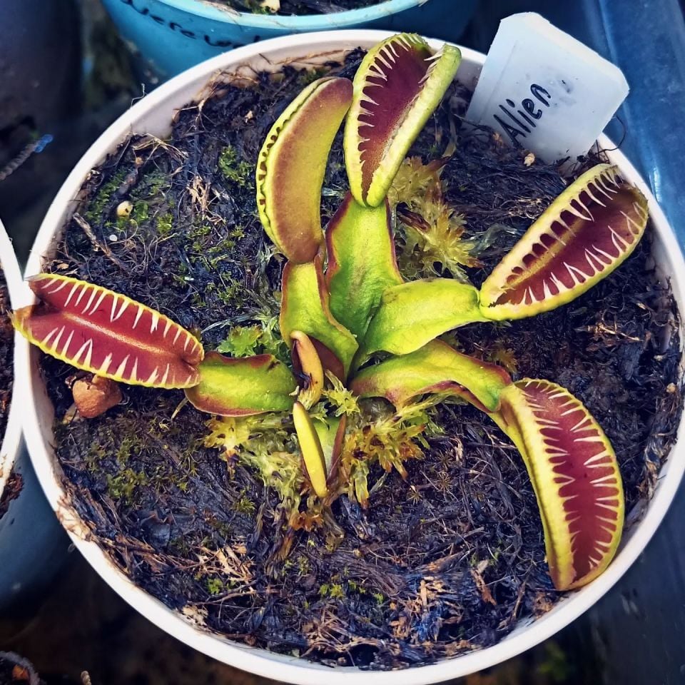 Dionaea muscipula ''alien''