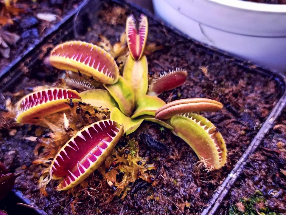 Dionaea muscipula ''alien''
