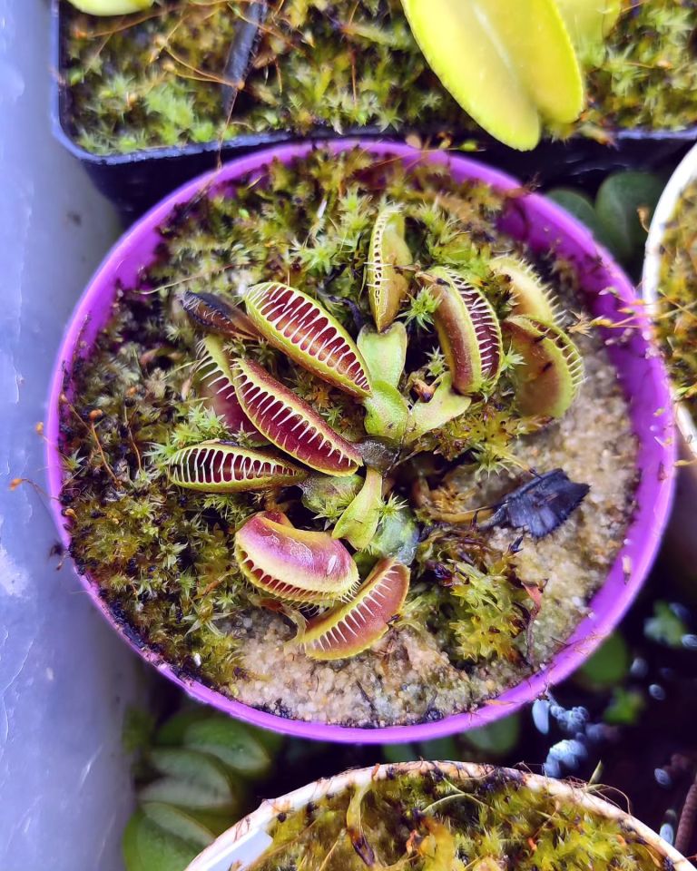 Dionaea muscipula ''alien''