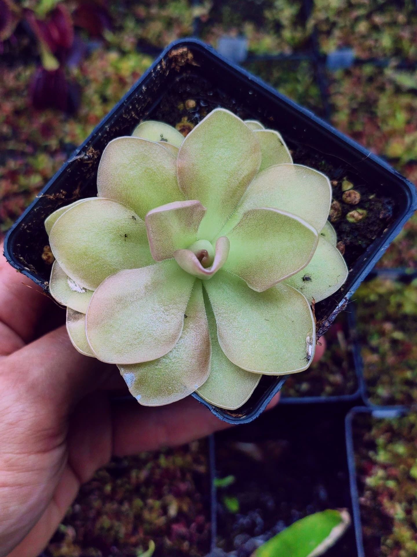 Pinguicula guatemala