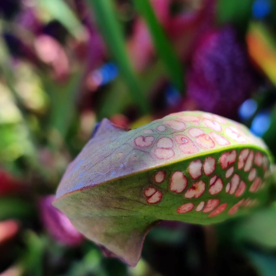 Sarracenia minor ''okefenokeensis''