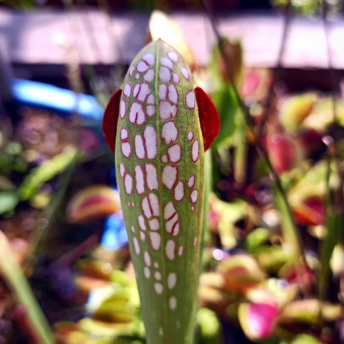 Sarracenia minor ''okefenokeensis''