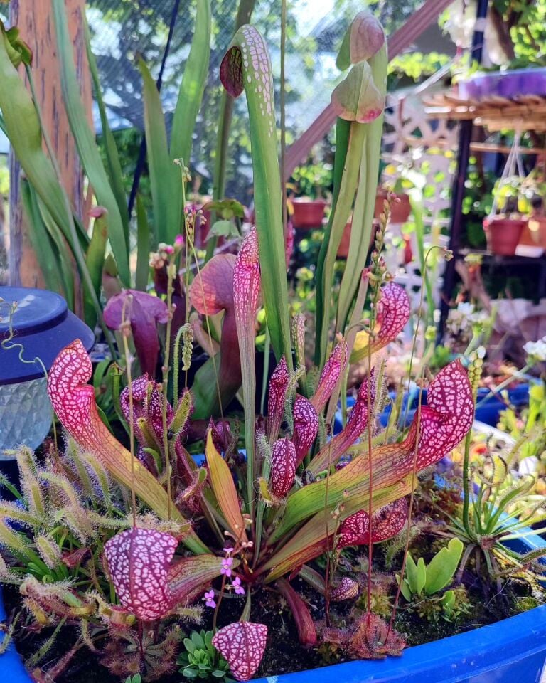 Sarracenia minor ''okefenokeensis''