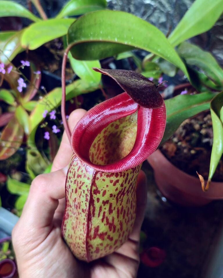 Nepenthes 'sam'