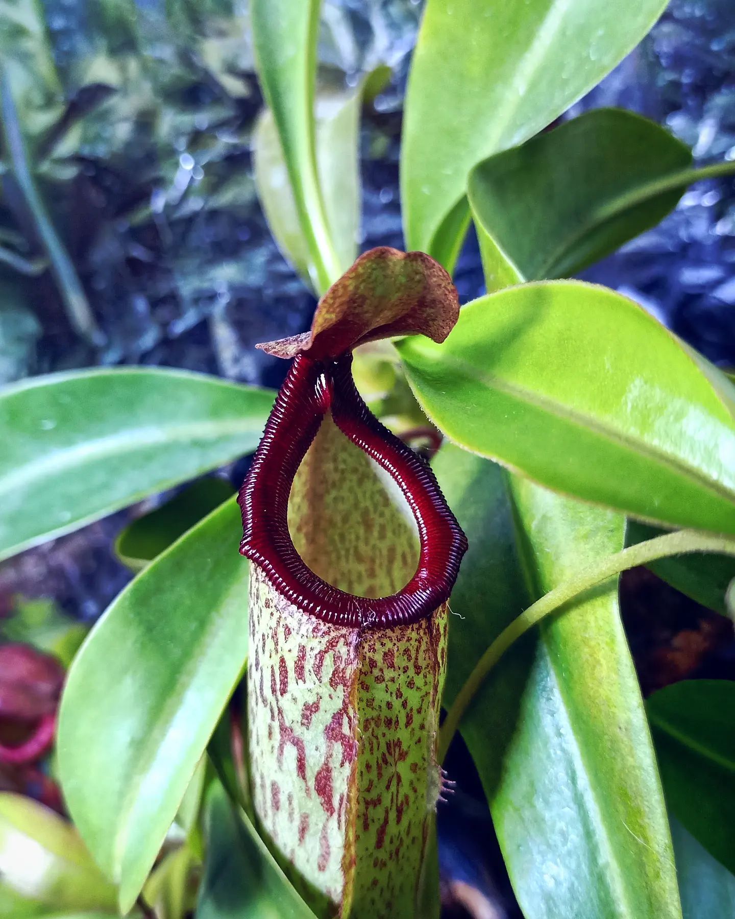 Nepenthes 'sam'