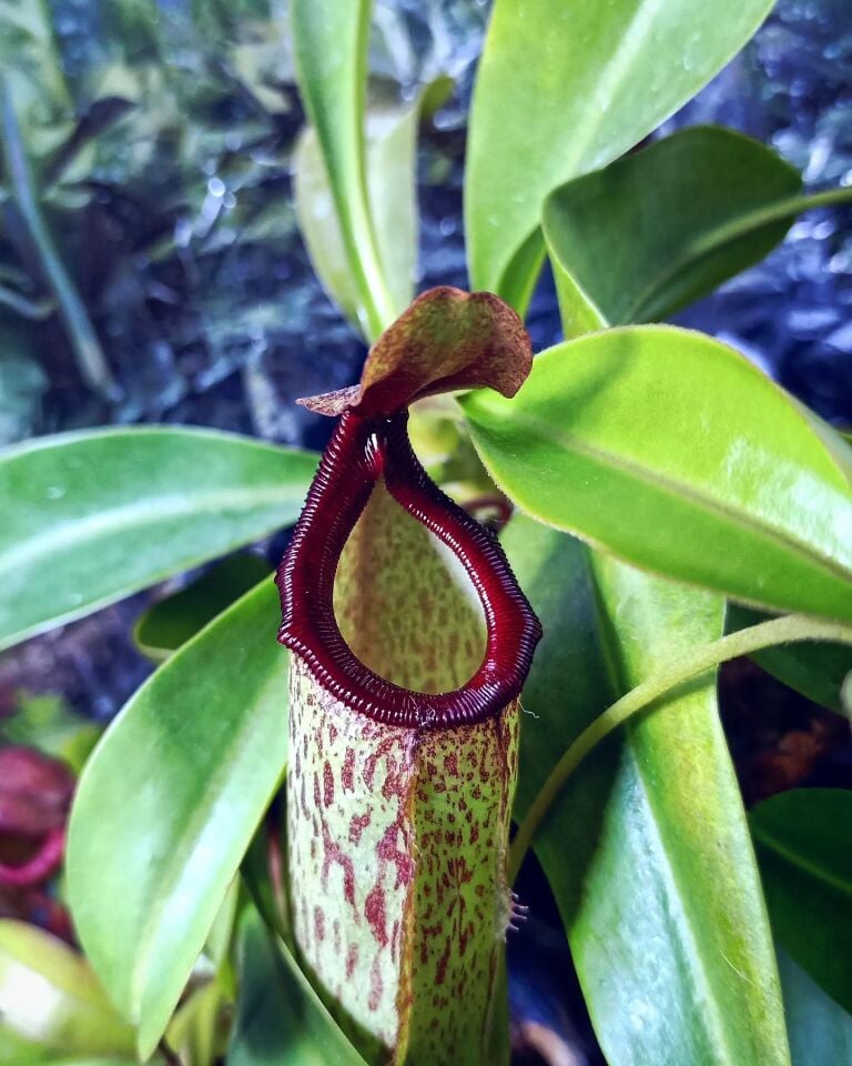 Nepenthes 'sam'