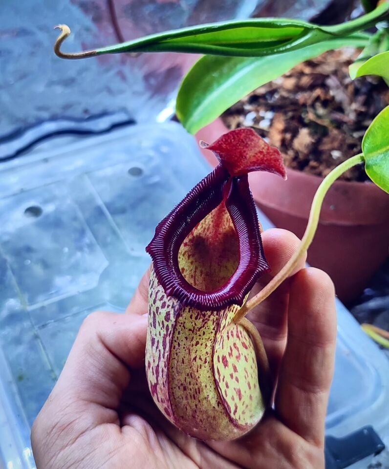 Nepenthes 'sam'