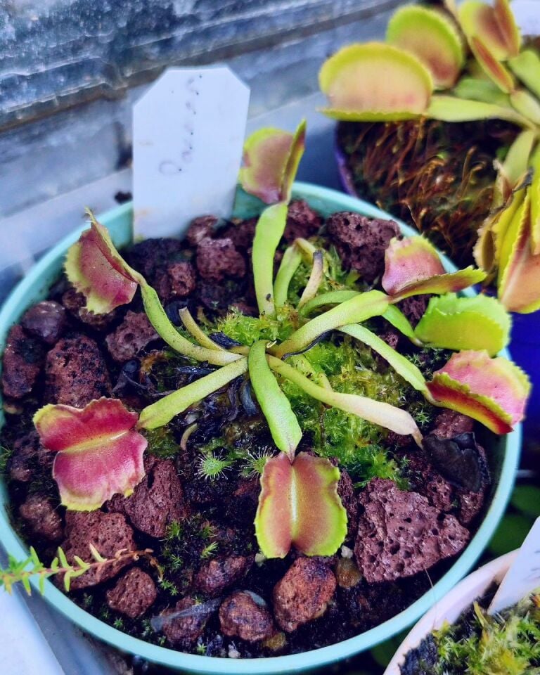 Dionaea muscipula ''pacman''