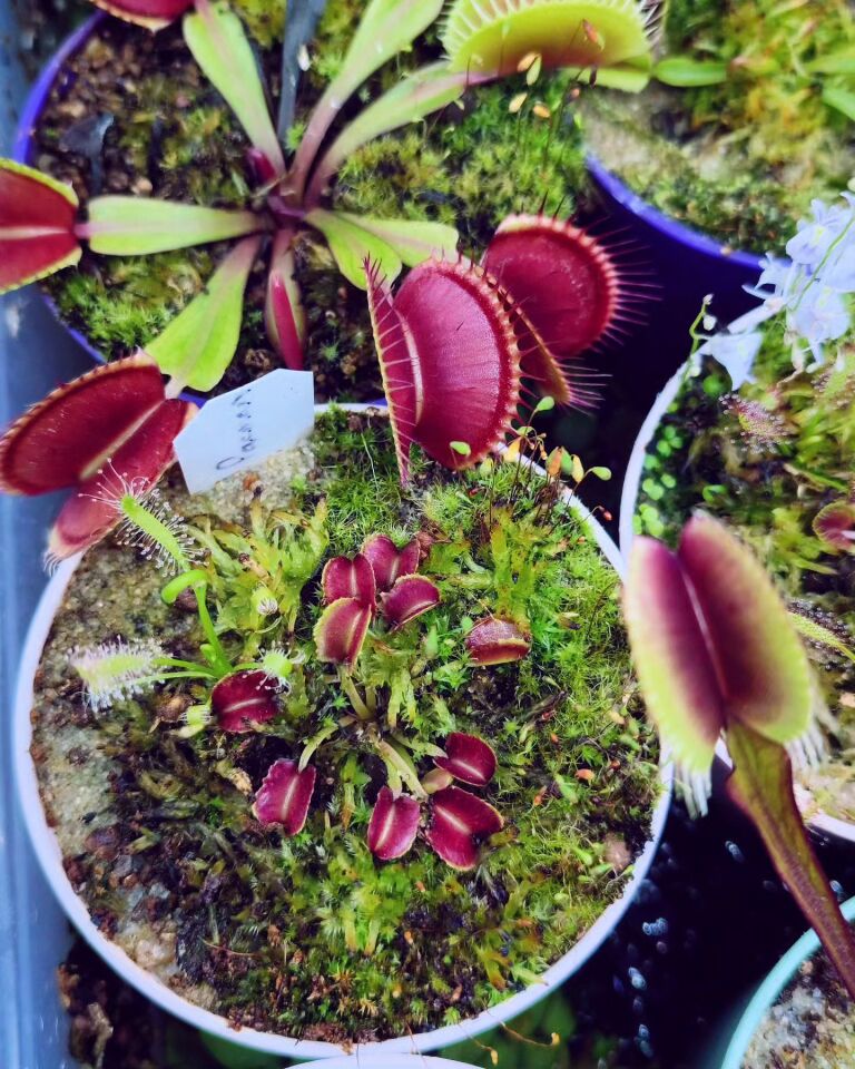 Dionaea muscipula ''pacman''