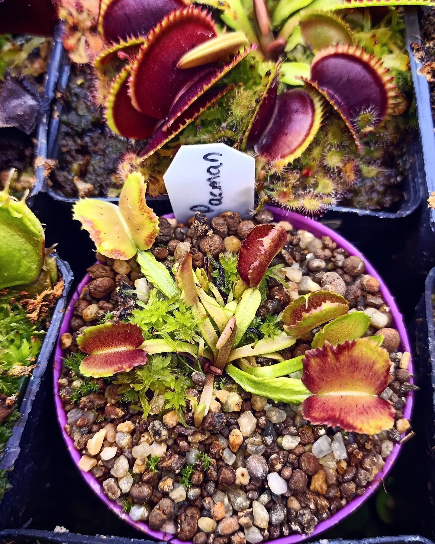 Dionaea muscipula ''pacman''