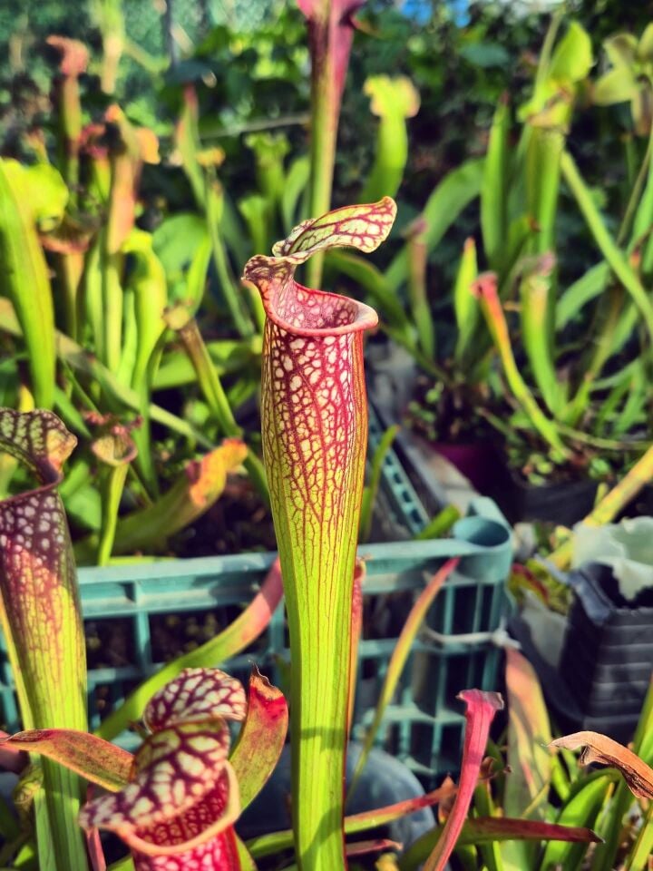 Sarracenia oreophila x leucophylla