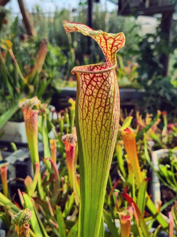 Sarracenia oreophila x leucophylla